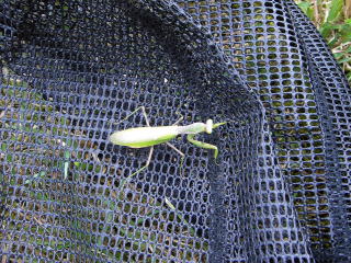 寒いのか動きが鈍く・・